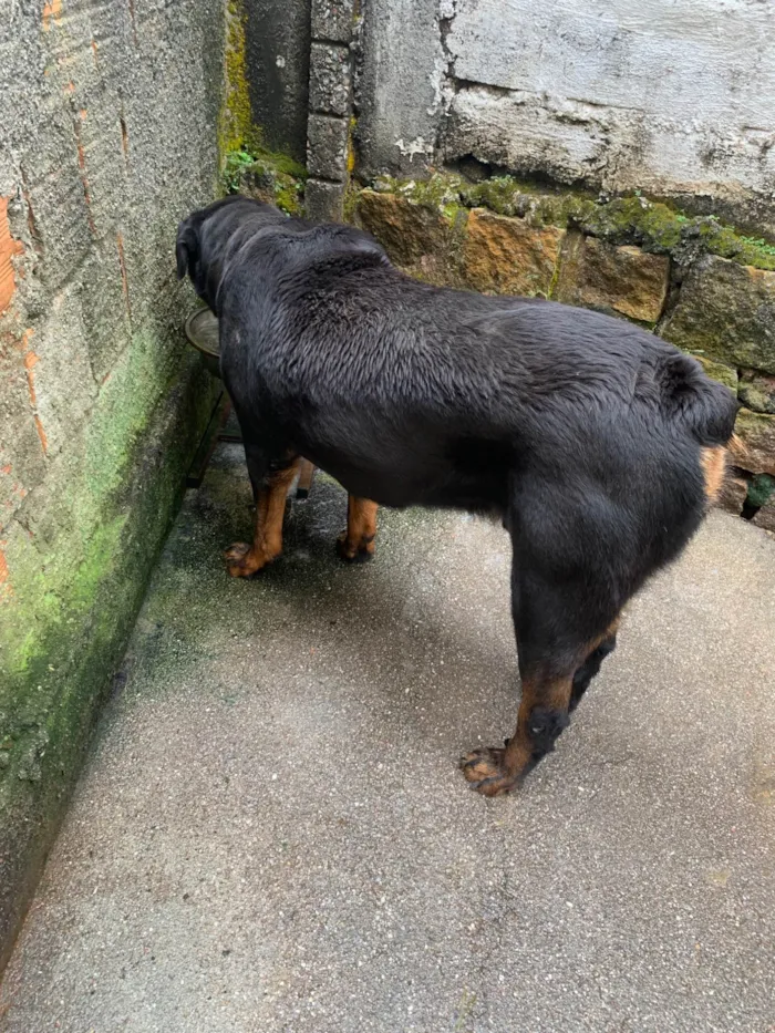 Cachorro ra a Rottweiler idade 6 ou mais anos nome Síhsin