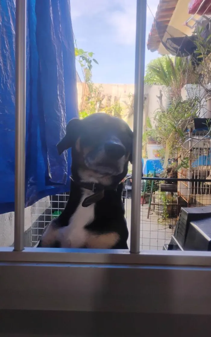 Cachorro ra a SRD-ViraLata idade 4 anos nome Luke 