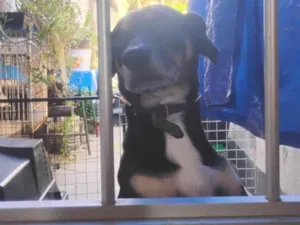 Cachorro raça SRD-ViraLata idade 4 anos nome Luke 