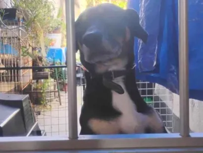 Cachorro raça SRD-ViraLata idade 4 anos nome Luke 