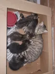 E uma gatinha, e seus filhotes.