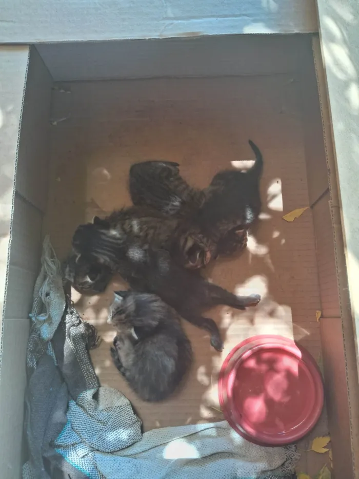 Gato ra a SRD-ViraLata idade 1 ano nome E uma gatinha, e seus filhotes.
