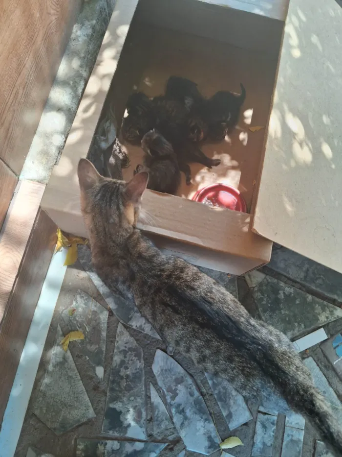 Gato ra a SRD-ViraLata idade 1 ano nome E uma gatinha, e seus filhotes.
