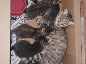 Gato raça SRD-ViraLata idade 1 ano nome E uma gatinha, e seus filhotes.