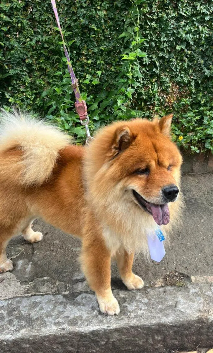 Cachorro ra a Chow Chow idade 2 anos nome Leco