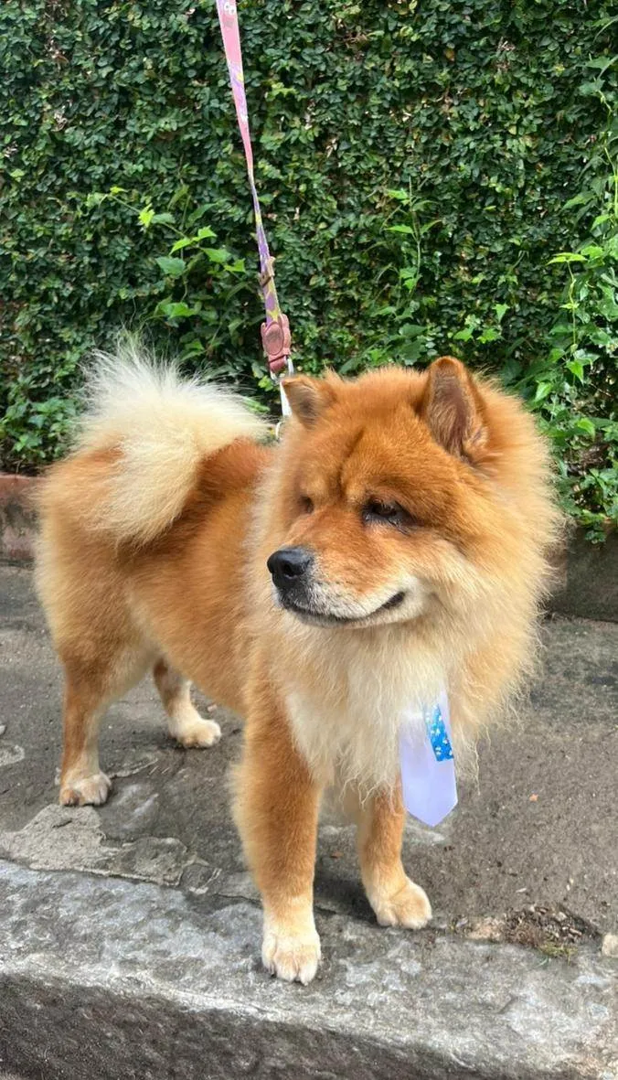 Cachorro ra a Chow Chow idade 2 anos nome Leco