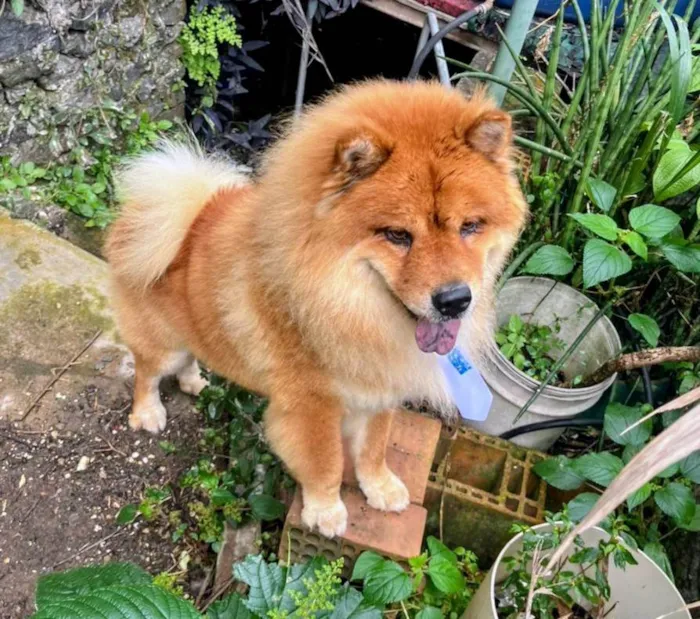 Cachorro ra a Chow Chow idade 2 anos nome Leco