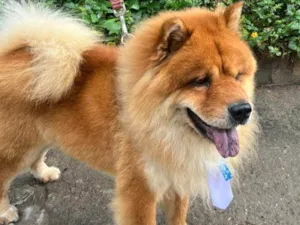 Cachorro raça Chow Chow idade 2 anos nome Leco