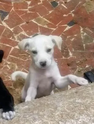 Cachorro ra a SRD-ViraLata idade 2 a 6 meses nome Lua