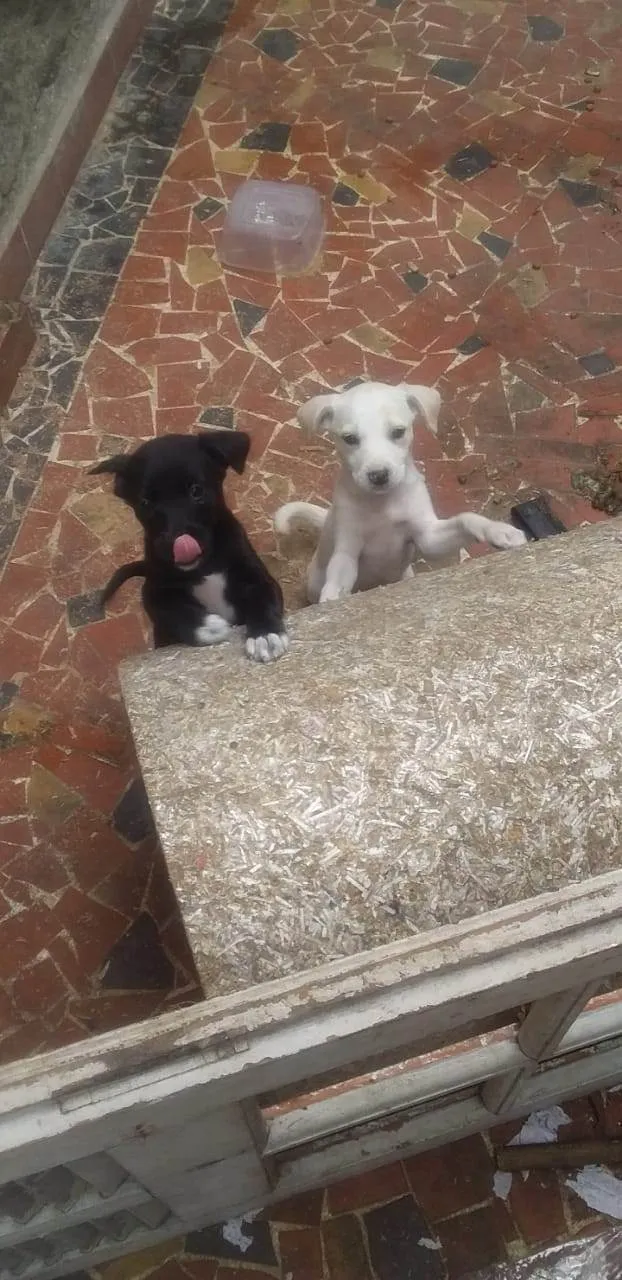 Cachorro ra a SRD-ViraLata idade 2 a 6 meses nome Lua