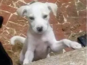 Cachorro raça SRD-ViraLata idade 2 a 6 meses nome Lua