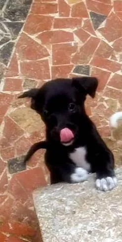 Cachorro ra a SRD-ViraLata idade 2 a 6 meses nome Noite 