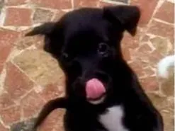 Cachorro raça SRD-ViraLata idade 2 a 6 meses nome Noite 