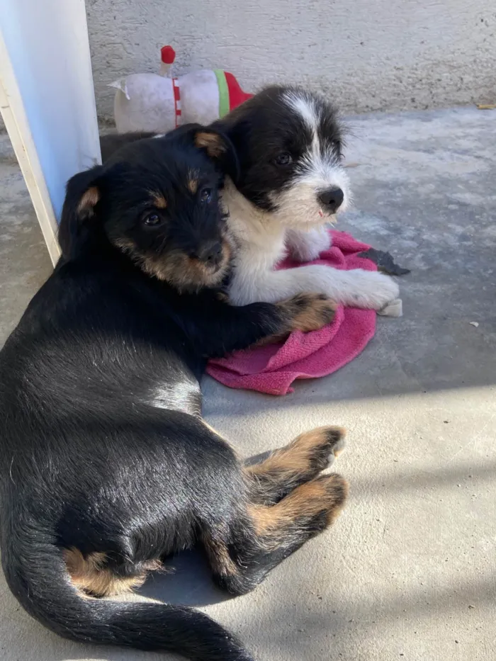 Cachorro ra a SRD-ViraLata idade 2 a 6 meses nome Murphy e Lilica 
