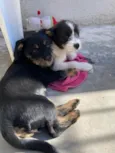 Murphy e Lilica