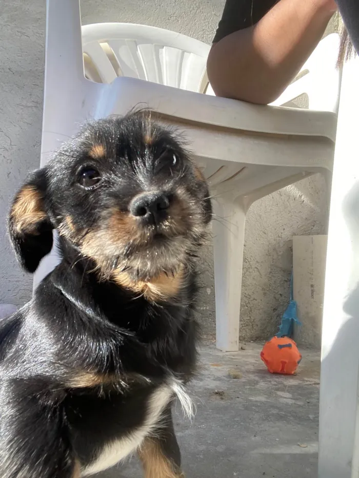 Cachorro ra a SRD-ViraLata idade 2 a 6 meses nome Murphy e Lilica 