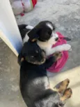 Murphy e Lilica