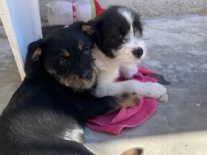 Cachorro raça SRD-ViraLata idade 2 a 6 meses nome Murphy e Lilica 