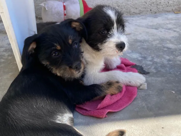 Cachorro ra a SRD-ViraLata idade 2 a 6 meses nome Murphy e Lilica 