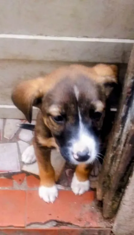 Cachorro ra a SRD-ViraLata idade 2 a 6 meses nome Gaia