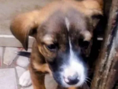 Cachorro raça SRD-ViraLata idade 2 a 6 meses nome Gaia