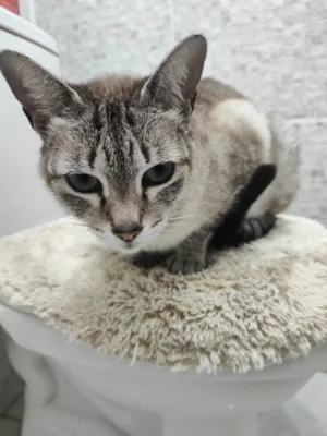Gato raça SRD-ViraLata idade 7 a 11 meses nome Loirinha