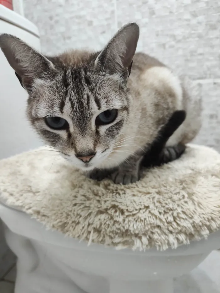 Gato ra a SRD-ViraLata idade 7 a 11 meses nome Loirinha