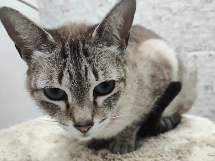 Gato ra a SRD-ViraLata idade 7 a 11 meses nome Loirinha