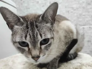 Gato raça SRD-ViraLata idade 7 a 11 meses nome Loirinha
