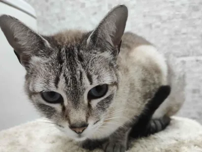 Gato raça SRD-ViraLata idade 7 a 11 meses nome Loirinha
