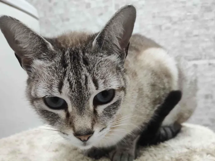 Gato ra a SRD-ViraLata idade 7 a 11 meses nome Loirinha