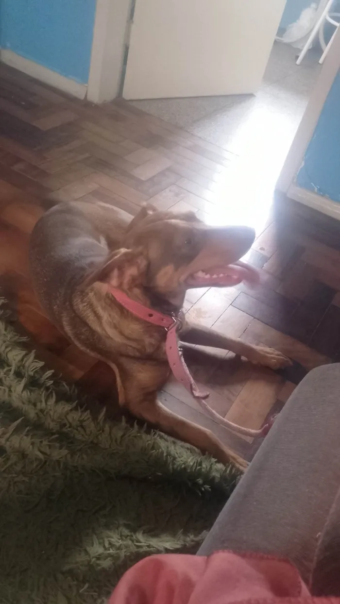 Cachorro ra a SRD-ViraLata idade 4 anos nome Kira 