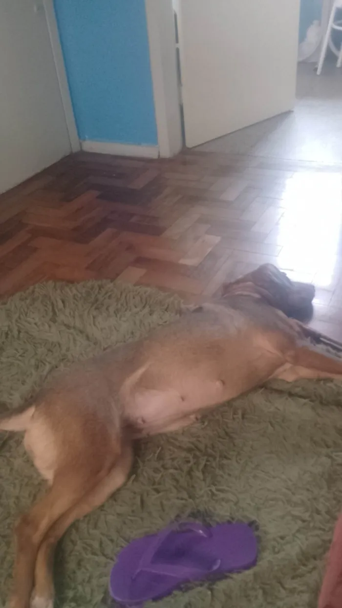Cachorro ra a SRD-ViraLata idade 4 anos nome Kira 