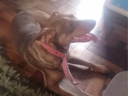 Cachorro raça SRD-ViraLata idade 4 anos nome Kira 