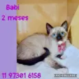 Babi