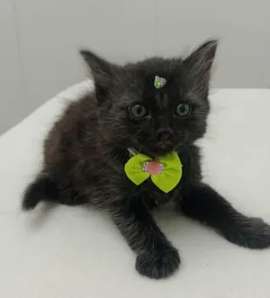 Gato raça SRD-ViraLata idade Abaixo de 2 meses nome Pretinha 