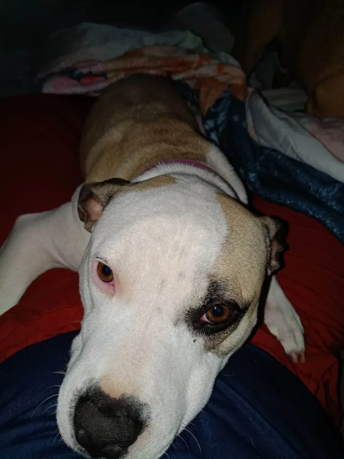 Cachorro ra a Pit-Bull idade 2 anos nome Jade 