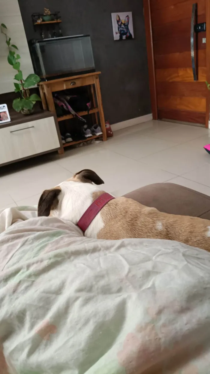 Cachorro ra a Pit-Bull idade 2 anos nome Jade 