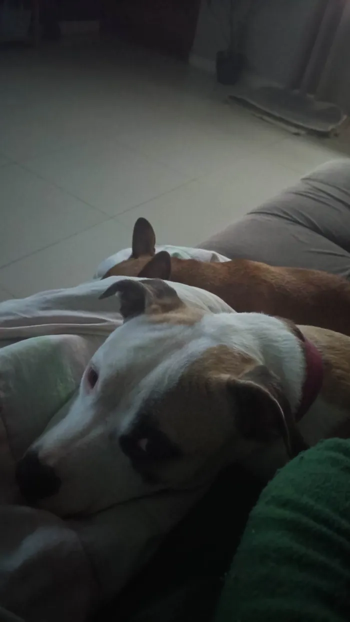 Cachorro ra a Pit-Bull idade 2 anos nome Jade 