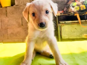 Cachorro raça SRD-ViraLata idade 2 a 6 meses nome Sky