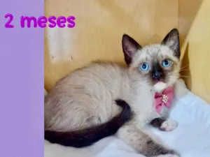 Gato raça SRD-ViraLata idade Abaixo de 2 meses nome Babi