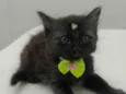 Pretinha