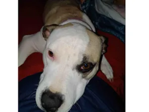 Cachorro raça Pit-Bull idade 2 anos nome Jade 