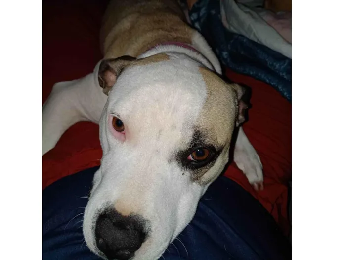 Cachorro ra a Pit-Bull idade 2 anos nome Jade 