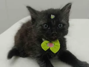 Gato raça SRD-ViraLata idade Abaixo de 2 meses nome Pretinha 