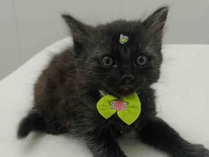 Gato ra a SRD-ViraLata idade Abaixo de 2 meses nome Pretinha 
