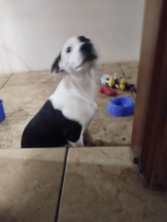 Cachorro ra a SRD-ViraLata idade 2 a 6 meses nome Marshall 