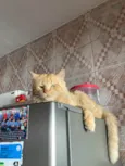 Mimi