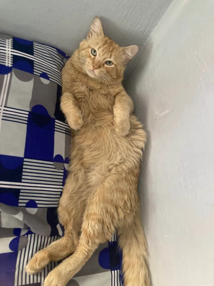 Gato ra a SRD-ViraLata idade 3 anos nome Mimi 