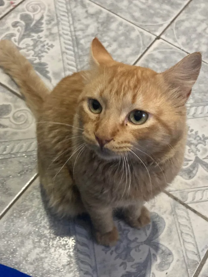 Gato ra a SRD-ViraLata idade 3 anos nome Mimi 